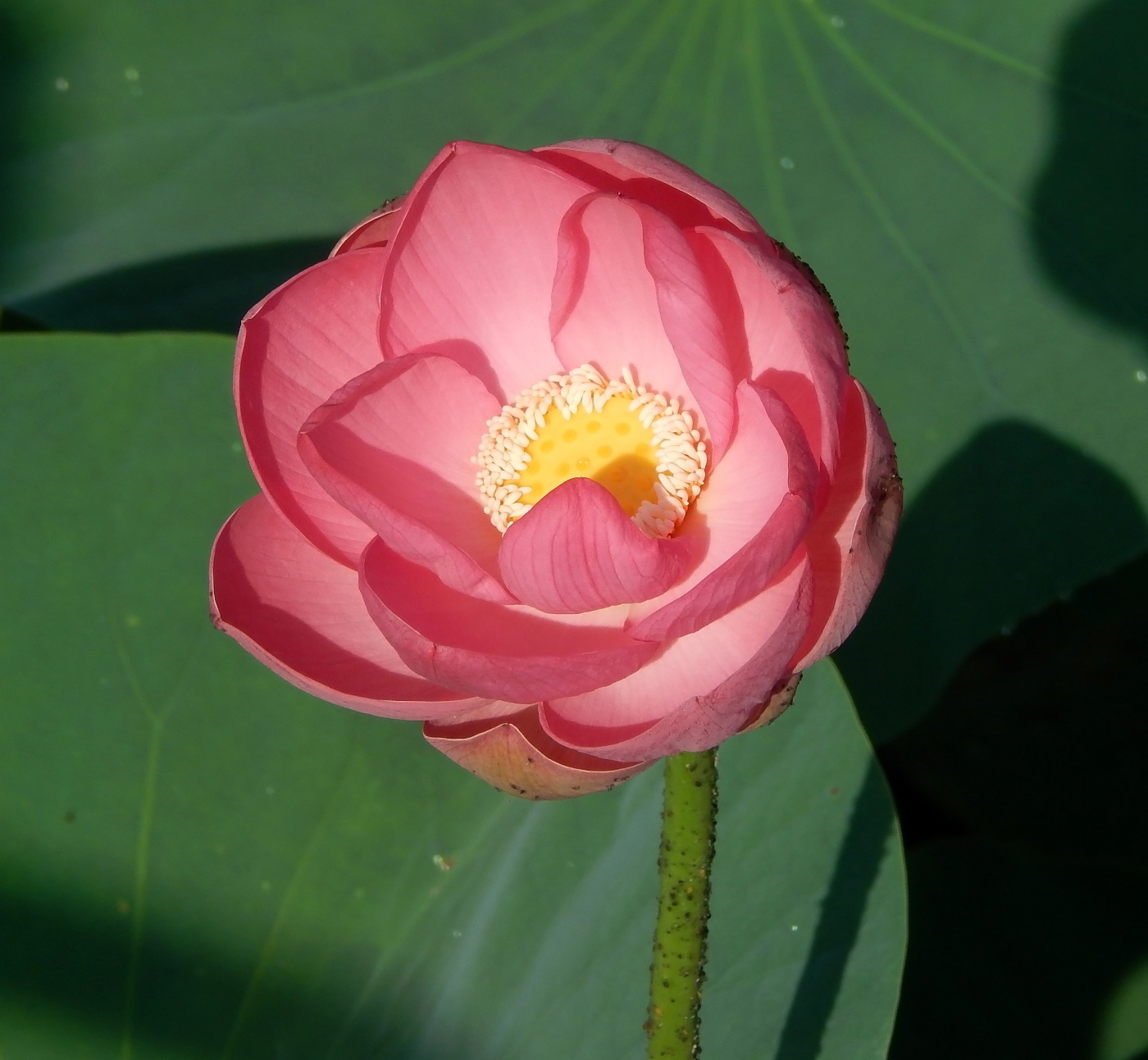 Изображение особи Nelumbo caspica.