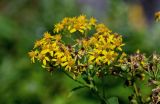 Senecio cannabifolius