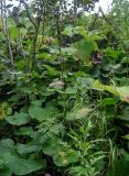 Ligularia fischeri