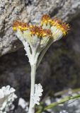 Senecio leucophyllus