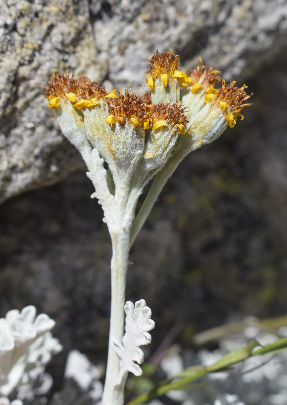 Изображение особи Senecio leucophyllus.