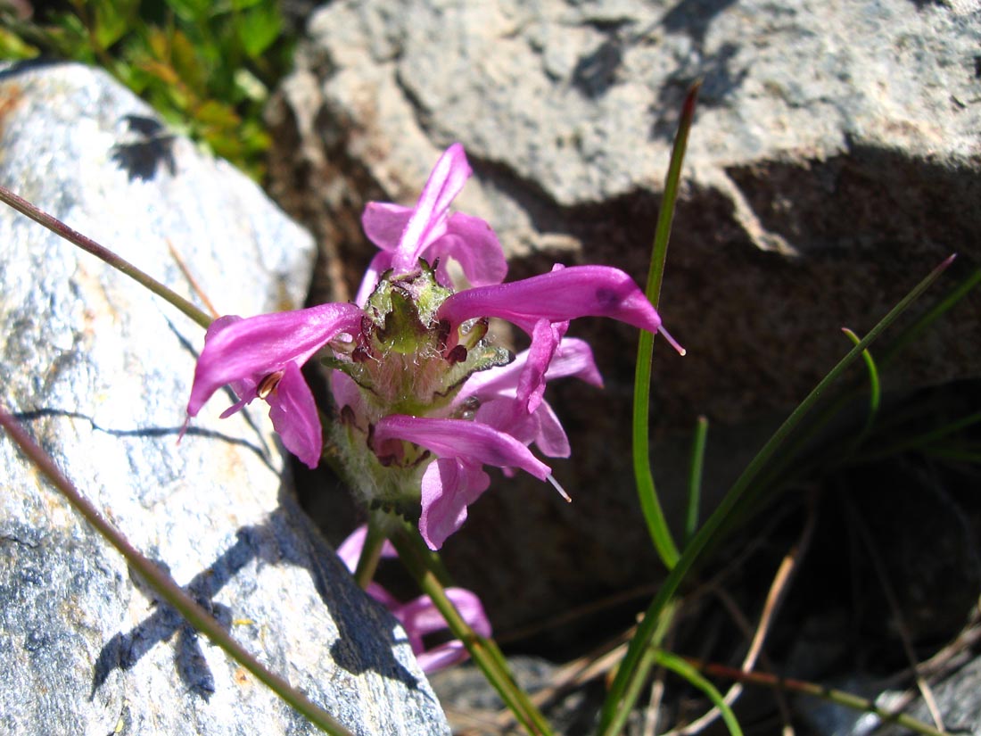 Изображение особи Pedicularis crassirostris.