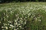 Leucanthemum ircutianum