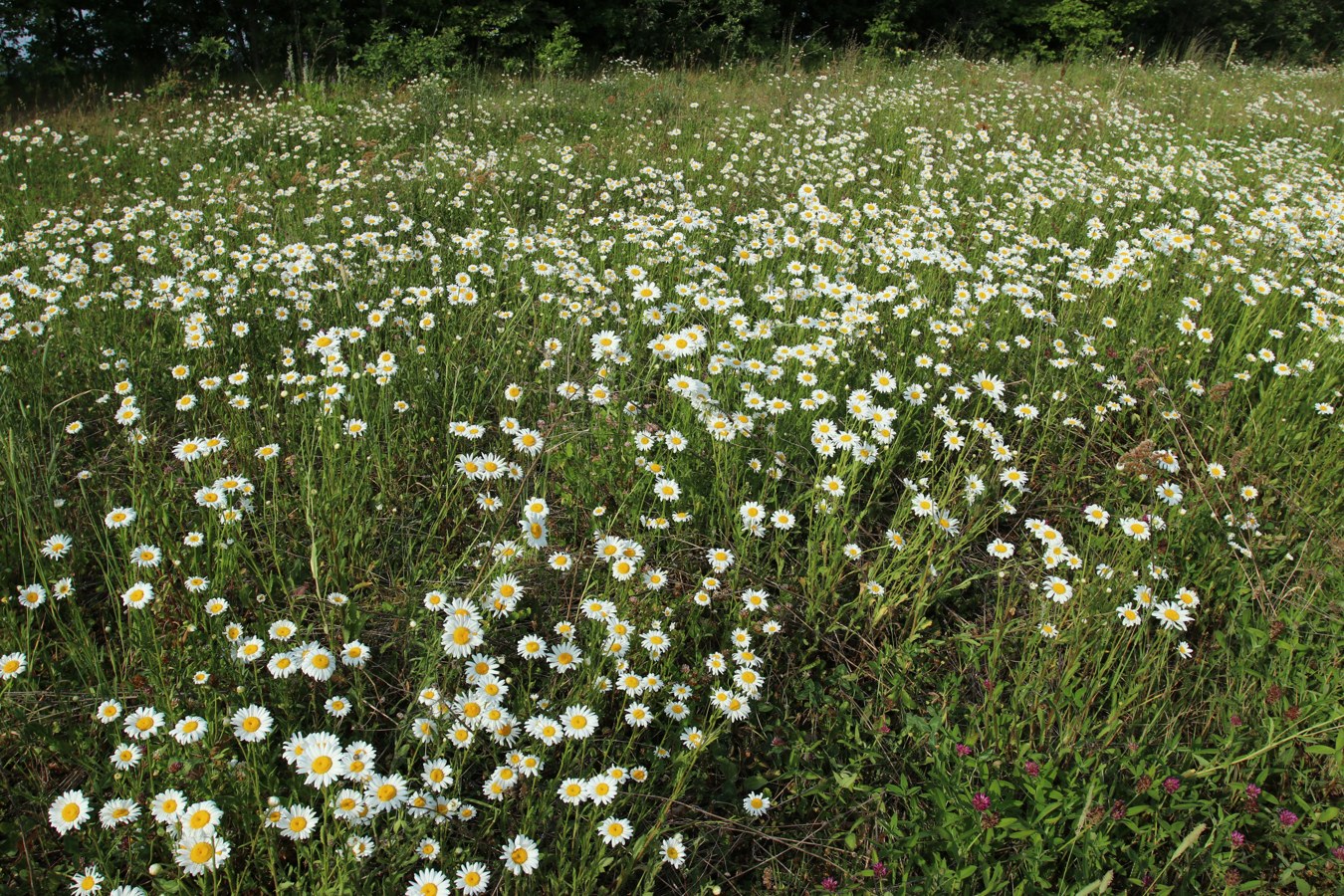 Изображение особи Leucanthemum ircutianum.