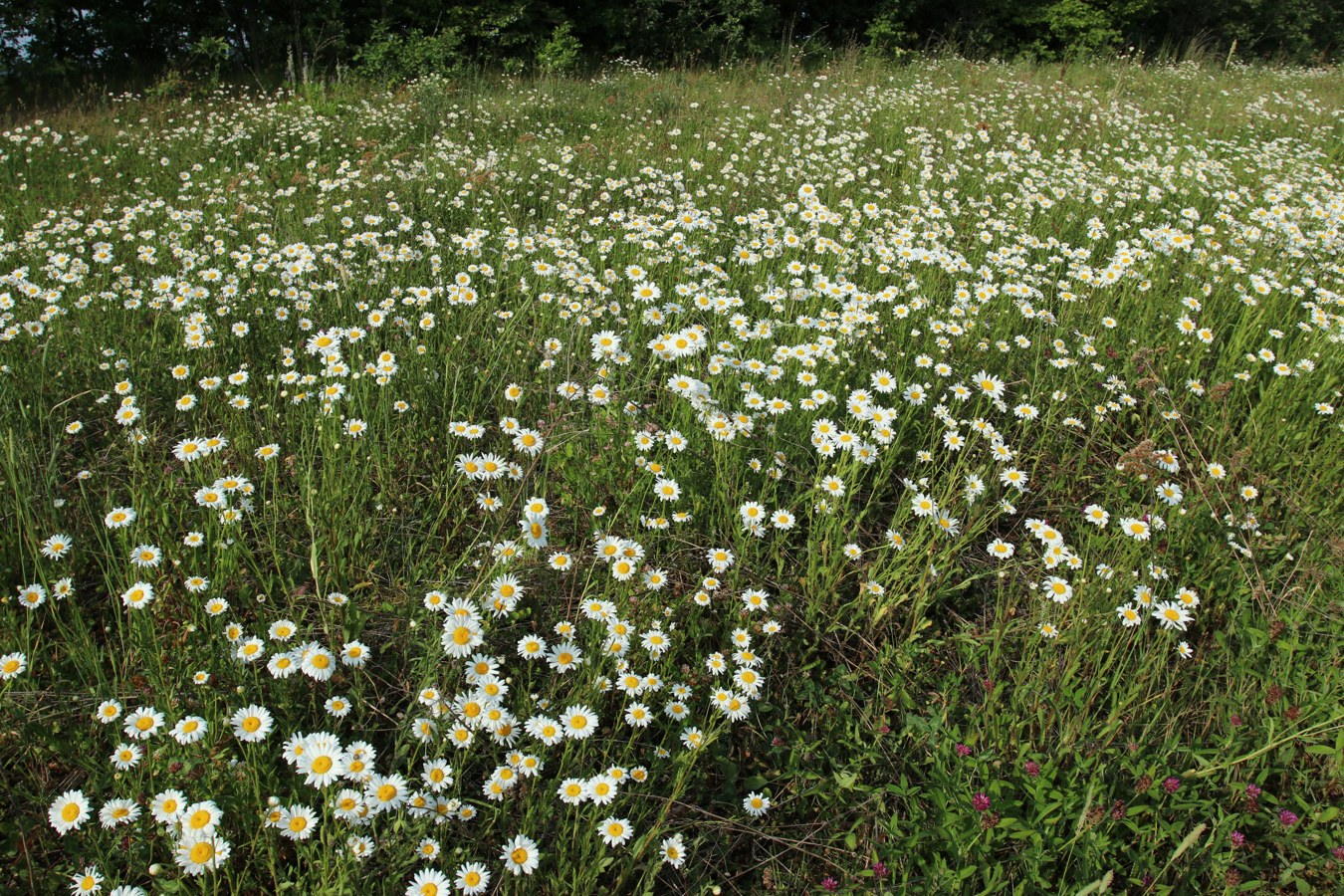 Image of Leucanthemum ircutianum specimen.