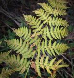 Pteridium pinetorum