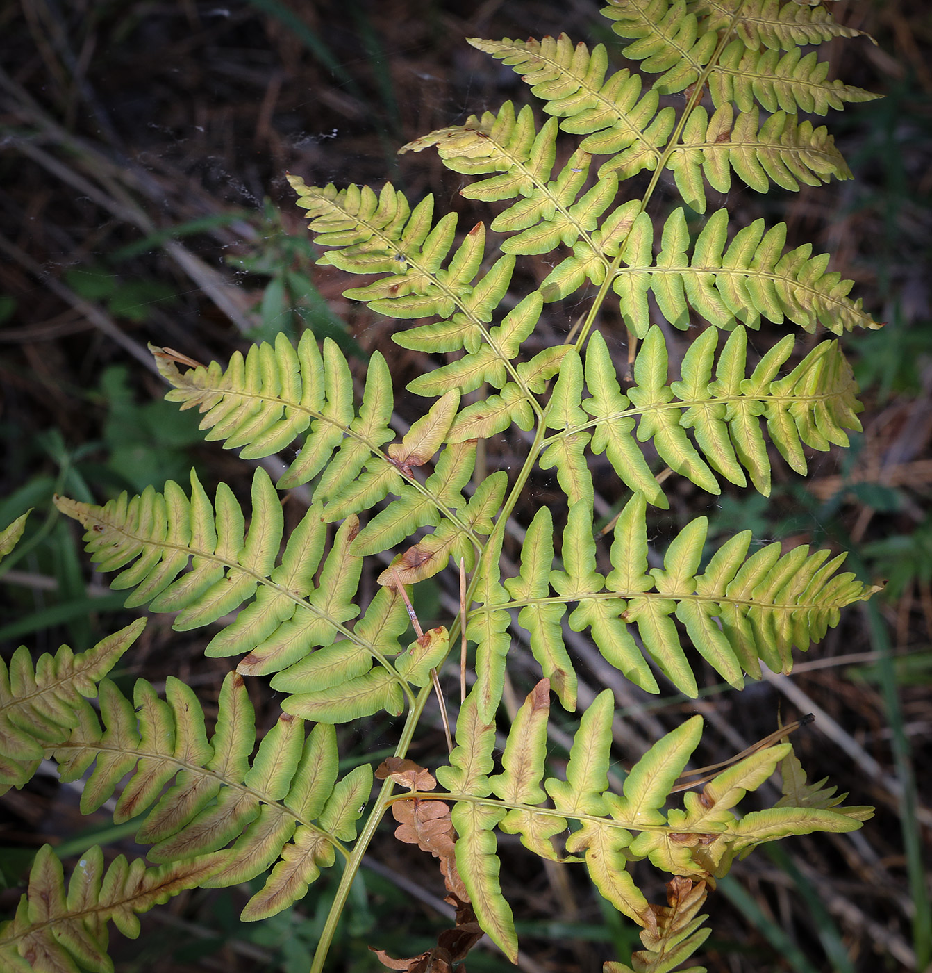 Изображение особи Pteridium pinetorum.