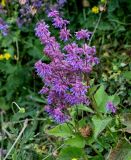 Salvia verticillata