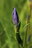 Gentiana pneumonanthe. Верхушка побега с бутоном. Новгородская обл., Новгородский р-н, дер. Юрьево напротив музея «Витославлицы», луг (бывший сенокос?) среди леса. 24.07.2023.