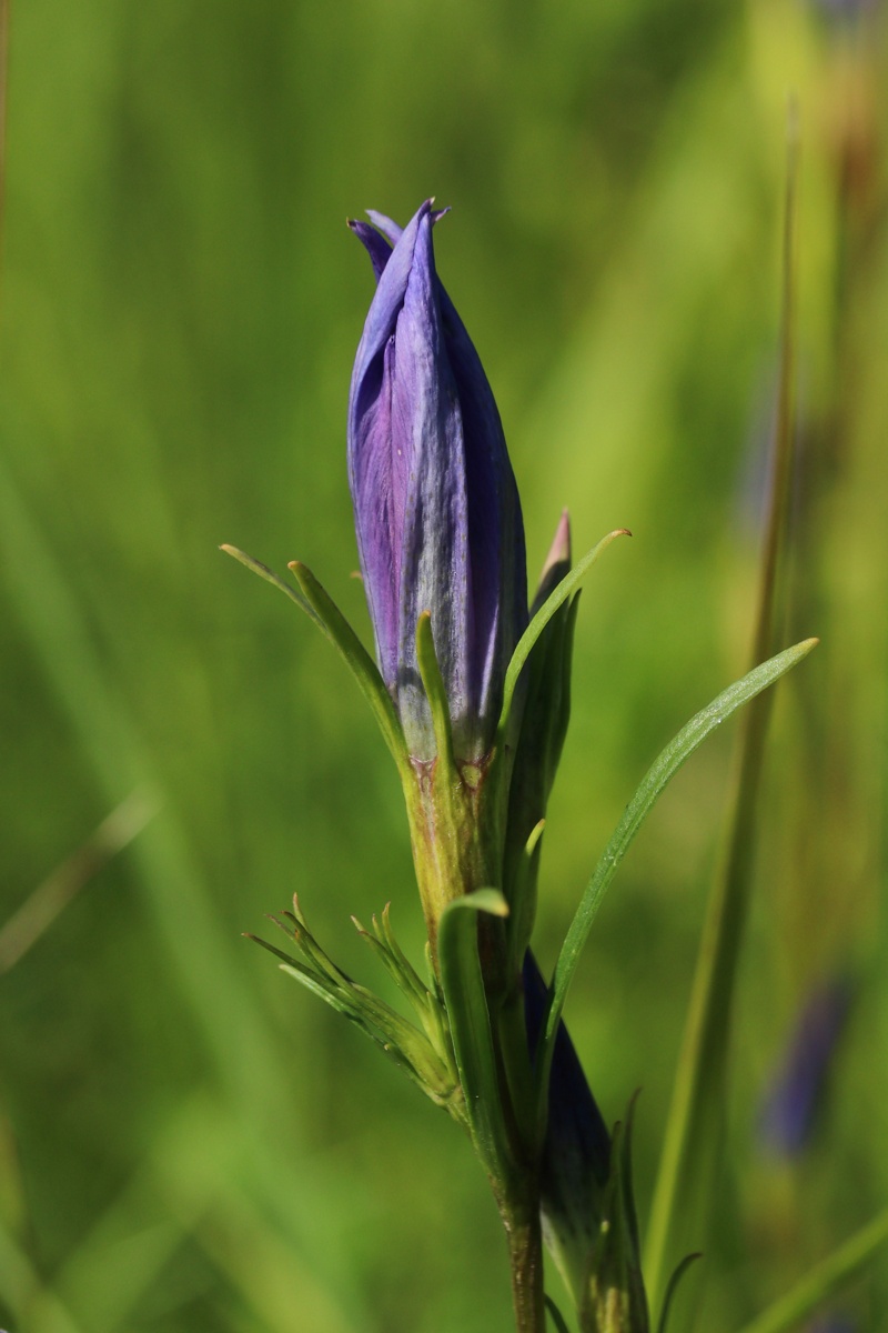 Изображение особи Gentiana pneumonanthe.