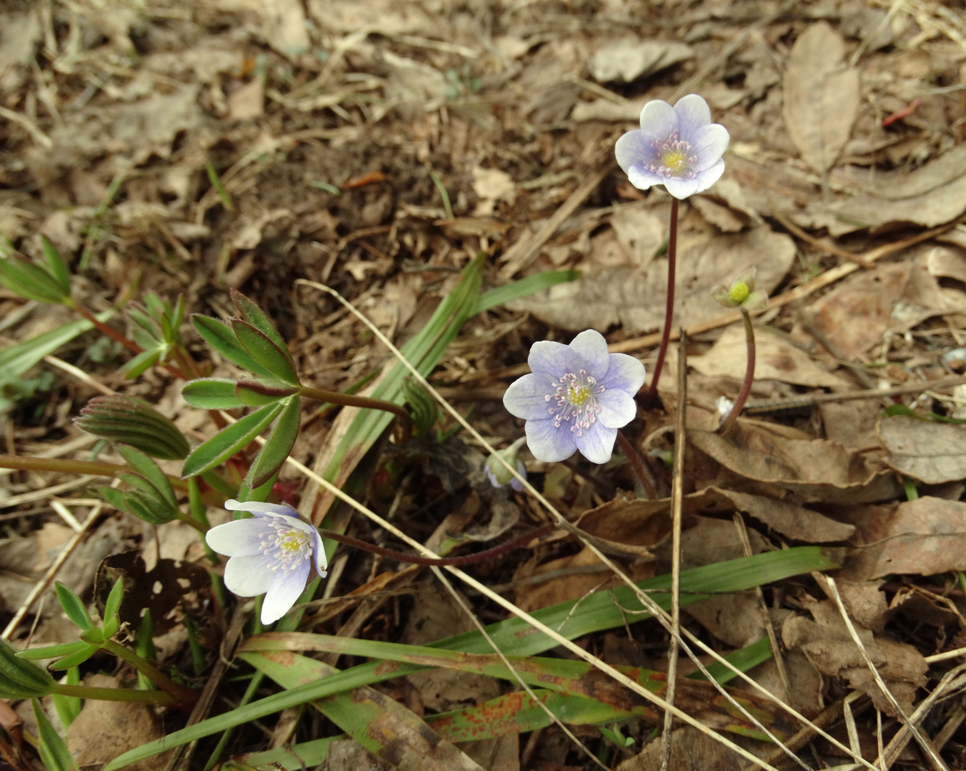 Image of Hepatica nobilis specimen.