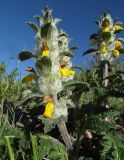 Phlomoides speciosa