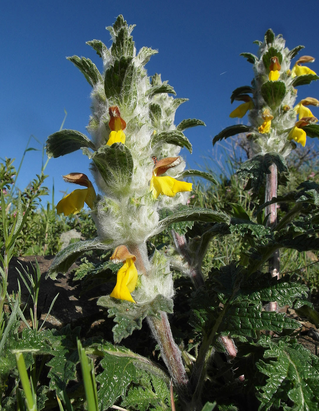 Изображение особи Phlomoides speciosa.