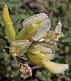 Chamaecytisus ruthenicus