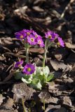 Primula scotica