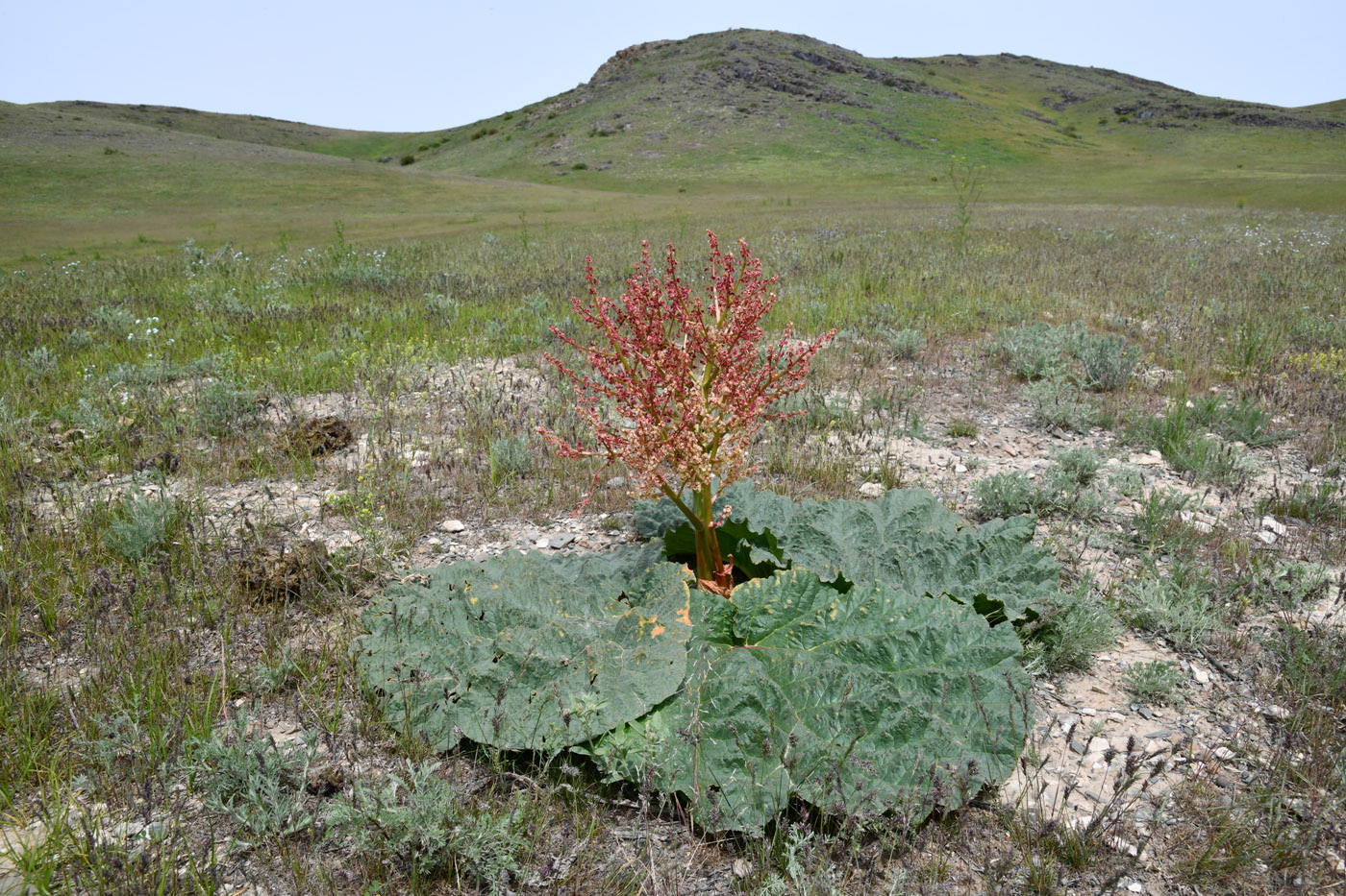 Image of Rheum tataricum specimen.