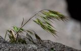 Anisantha tectorum