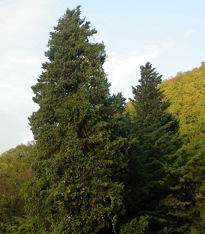 Image of Cupressus sempervirens specimen.