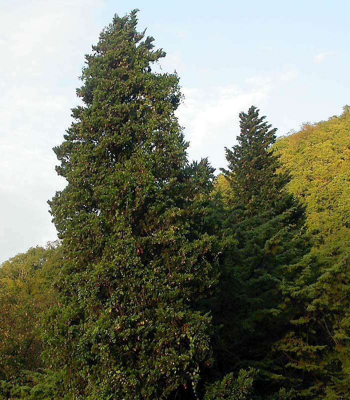 Изображение особи Cupressus sempervirens.