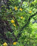 Hypericum monogynum