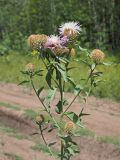 Centaurea pseudophrygia. Верхняя часть цветущего растения со слабоокрашенными лепестками венчиков. Ульяновская обл., Мелекесский р-н, окр. пос. Русский Мелекесс, обочина лесной просеки. 25.07.2023.