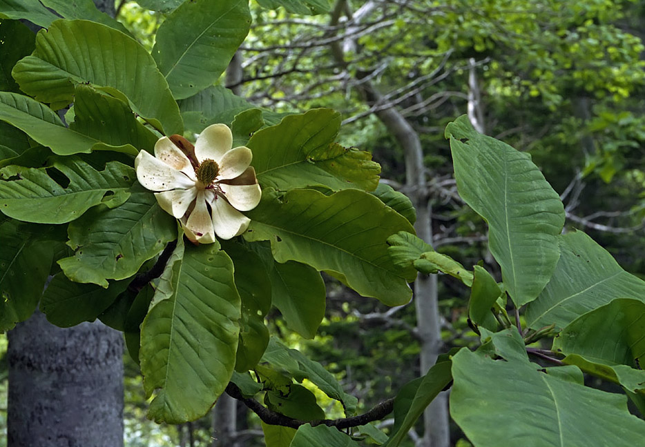 Изображение особи Magnolia hypoleuca.