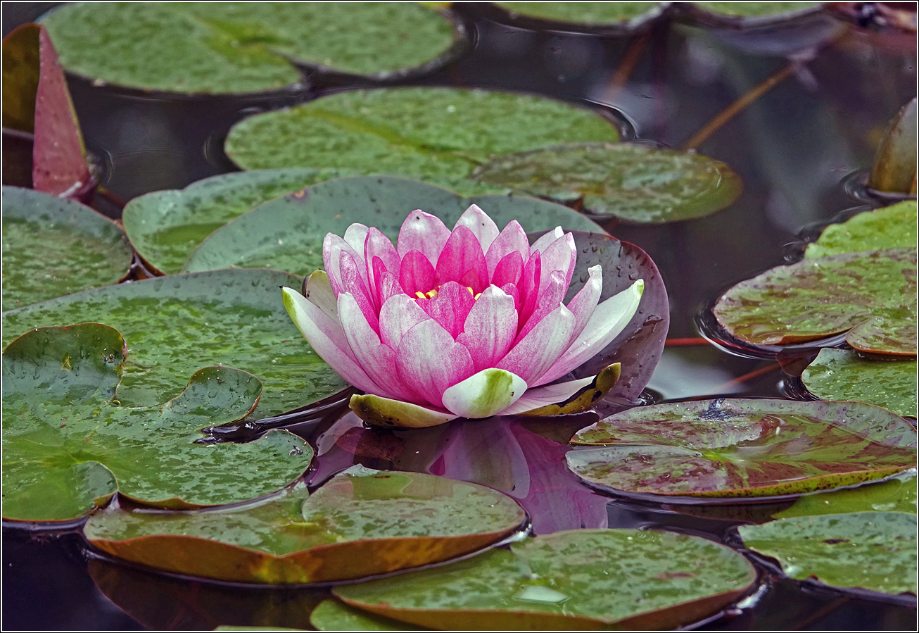 Изображение особи Nymphaea &times; marliacea.