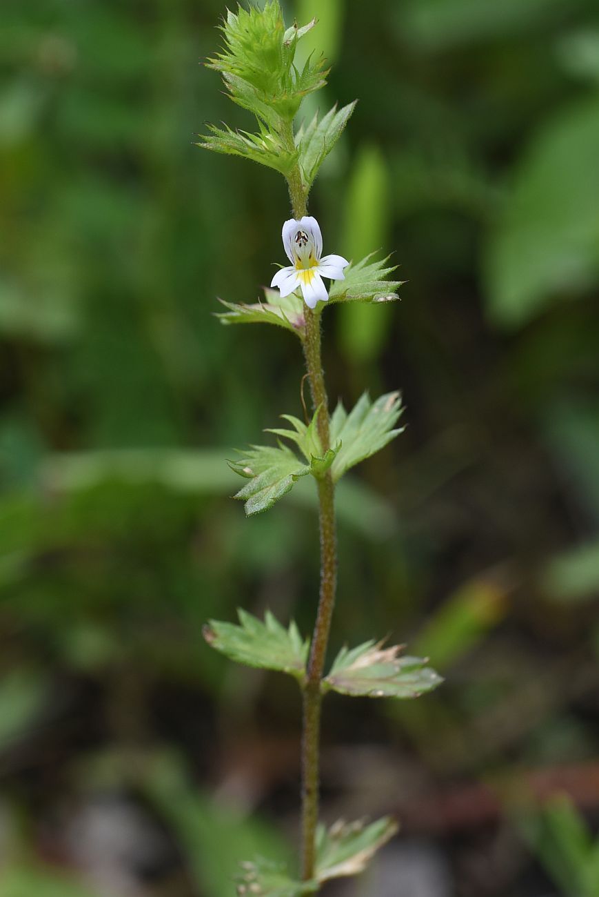 Image of Euphrasia caucasica specimen.