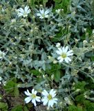 Cerastium szowitsii