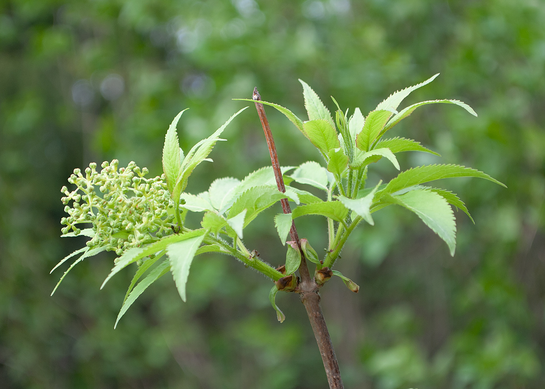 Image of Sambucus sibirica specimen.