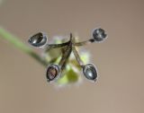 Geranium rotundifolium
