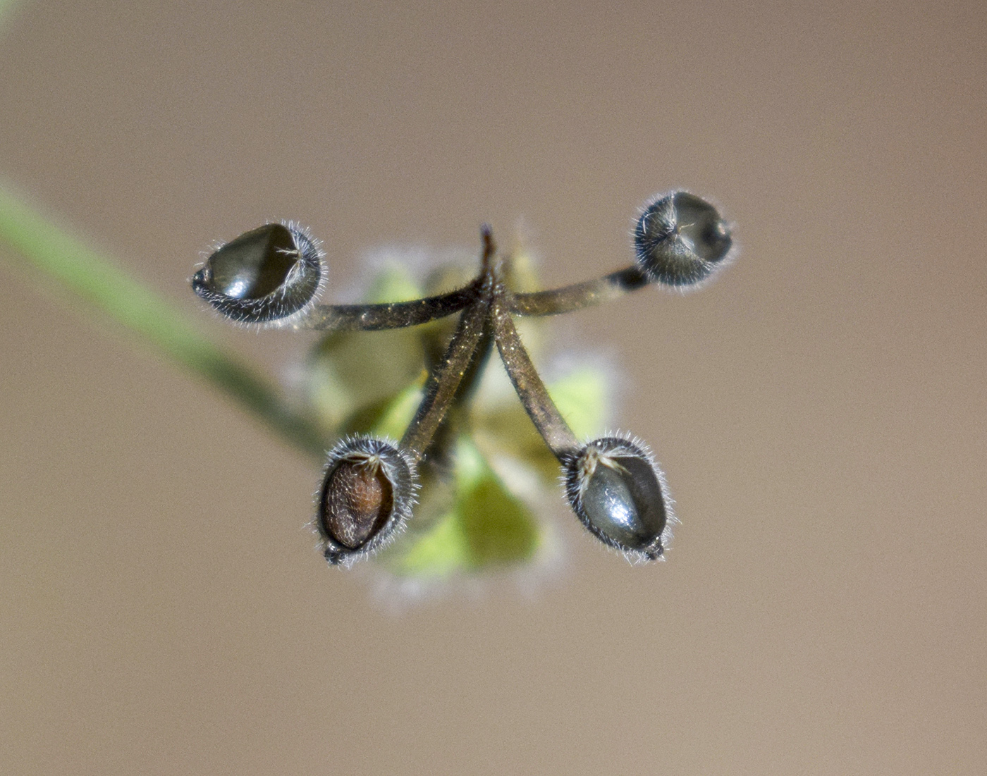 Image of Geranium rotundifolium specimen.