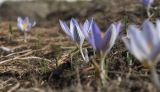 Crocus reticulatus