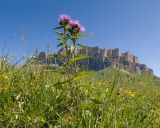 Centaurea abbreviata
