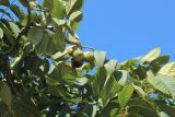 род Juglans
