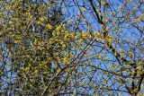 Cornus mas. Ветви с соцветиями. Краснодарский край, Сочи, Хостинский р-н, ущ. р. Большая Хоста, смешанный лес. 11.03.2025.