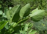 Mediasia macrophylla