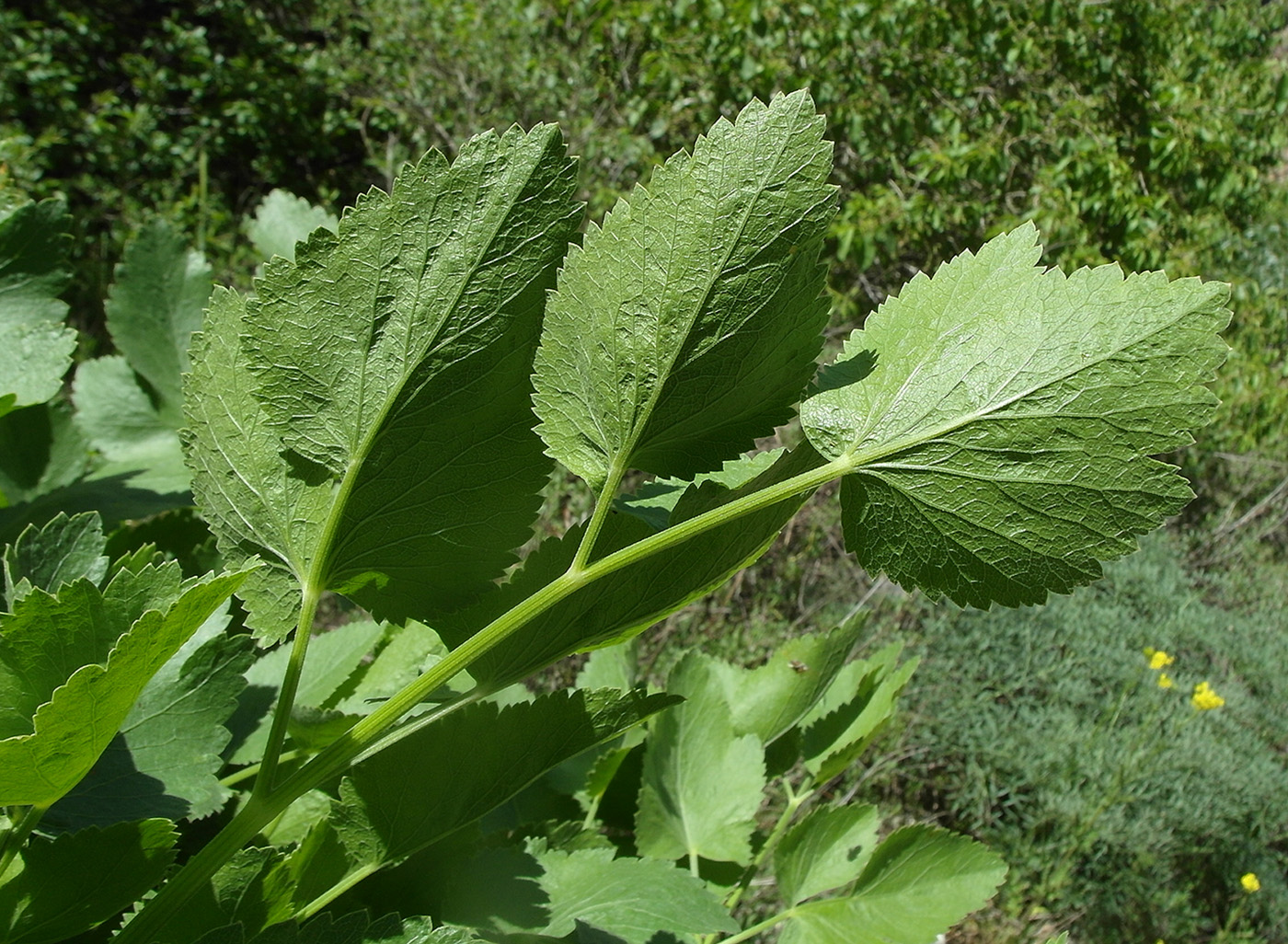 Изображение особи Mediasia macrophylla.