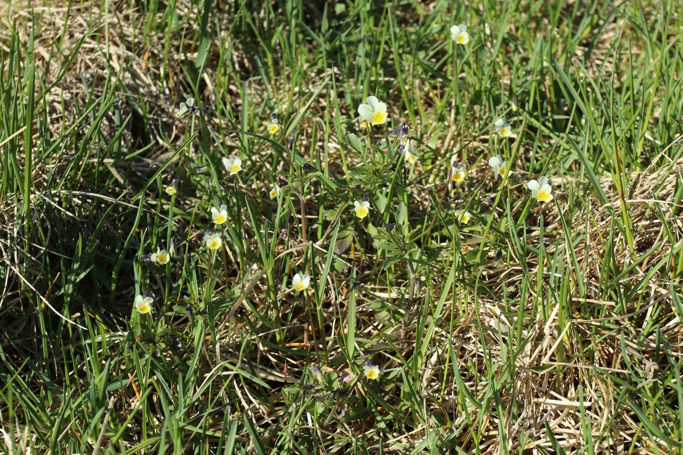 Image of Viola arvensis specimen.