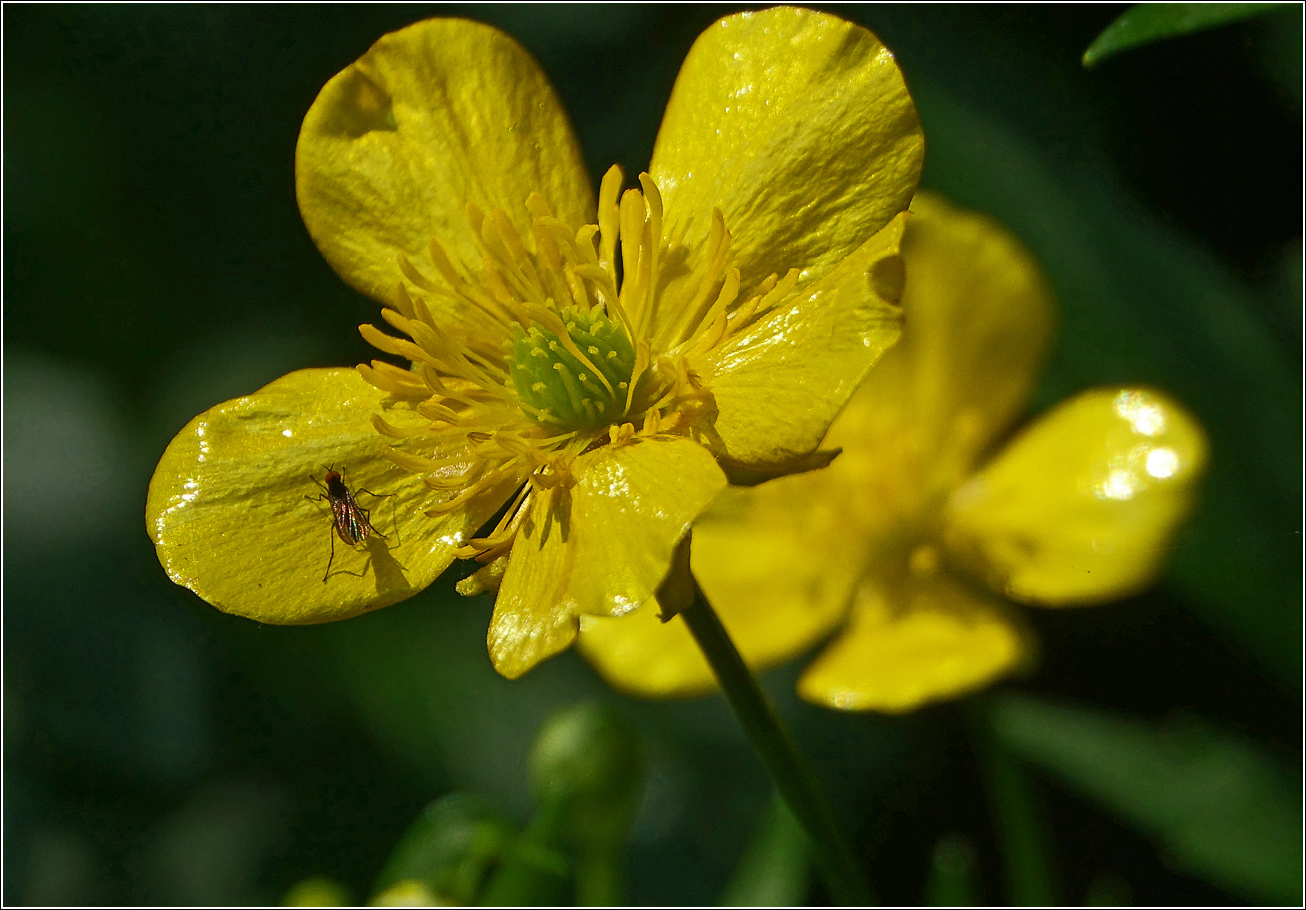 Изображение особи Ranunculus repens.
