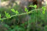 Smilax excelsa. Часть побега. Республика Абхазия, г. Сухум. 25.08.2009.