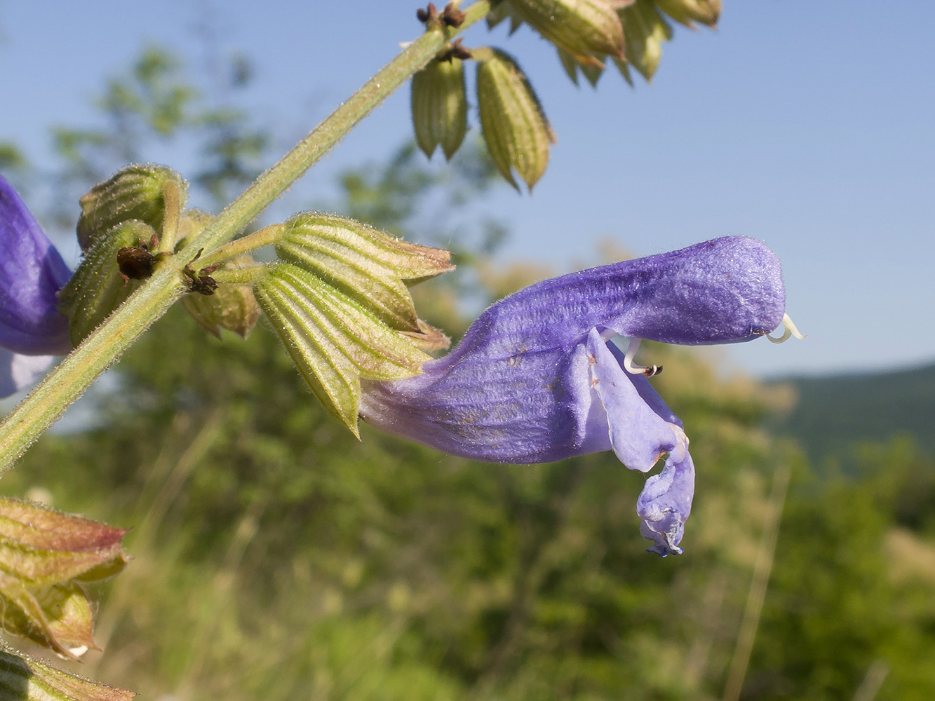 Image of Salvia ringens specimen.