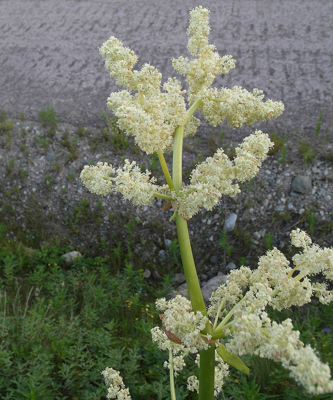 Image of Rheum wittrockii specimen.