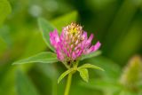 Trifolium medium. Соцветие. Воронежская обл., Бутурлиновский р-н, окр. г. Бутурлиновка, разнотравный луг. 23.06.2025.