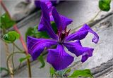 Clematis × jackmanii. Цветок. Московская обл., Раменский р-н, окр. дер. Хрипань, садовый участок. 27.07.2025.