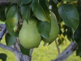 Pyrus communis. Плоды и листья. Татарстан, Агрызский р-н, с. Красный Бор, фруктовый сад. 06.08.2025.