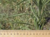 Conyza sumatrensis. Часть побега. Испания, Каталония, пров. Жирона, комарка Баш Эмпорда, муниципалитет Калонже, залежь. 30.08.2025.