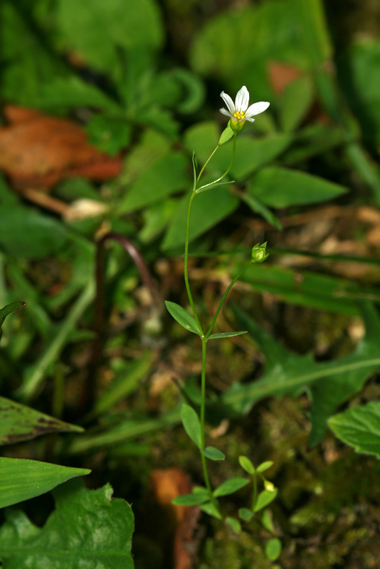 Изображение особи Linum catharticum.