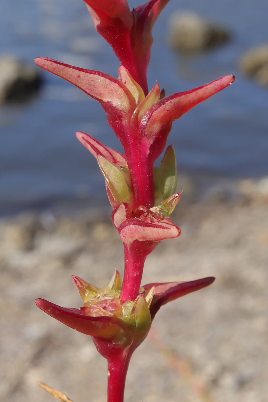 Image of Salsola soda specimen.
