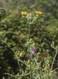 Picris hieracioides. Верхушка побега с соцветиями разной степени развития. Жирона, комарка Баш Эмпорда, муниципалитет Калонже, дубово-сосновый лес, обочина просёлочной дороги. 03.08.2025.